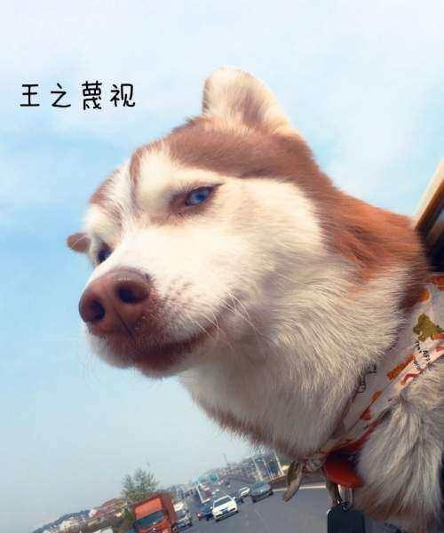 二哈可以吃吊瓜吗视频讲解,宠物饮食揭秘