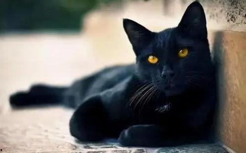 黑猫吃瓜历史纪录片视频,揭秘历史纪录片中的瓜界传奇