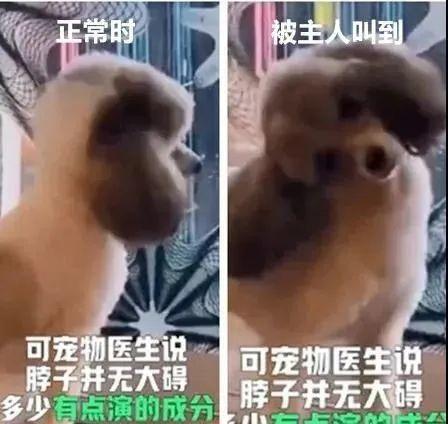 吃歪瓜扭脖子视频,网络新潮流，趣味健身两不误