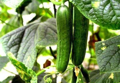 茄瓜能不能过夜吃呢视频,茄瓜过夜食用安全指南