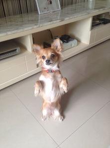 幼犬可以吃茭瓜吗视频,营养与注意事项