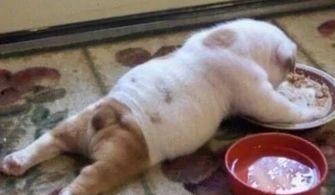 幼犬可以吃茭瓜吗视频,营养与注意事项