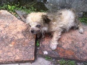 幼犬可以吃茭瓜吗视频,营养与注意事项