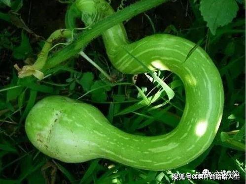 印度大妈吃蛇瓜视频