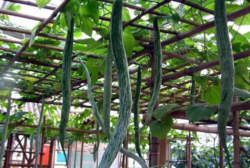 印度大妈吃蛇瓜视频