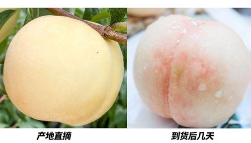 白桃吃瓜大结局视频播放,揭秘剧情高潮与情感归宿