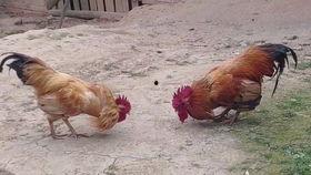 小鸡可以吃瓜马子吗视频