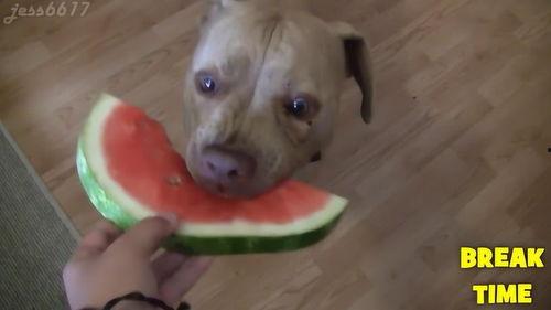 吃瓜逗狗视频,欢乐互动背后的温馨瞬间