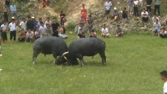 斗牛吃瓜视频大全,盘点热门斗牛吃瓜视频大全