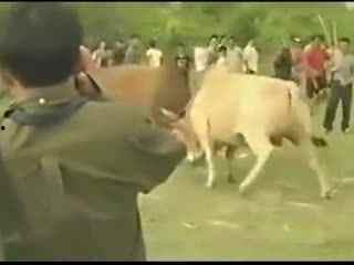 斗牛吃瓜视频大全,盘点热门斗牛吃瓜视频大全