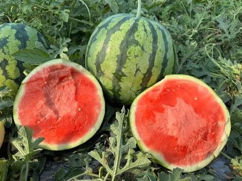 云南吃瓜事件网红视频,网红视频引发的网络热议与反思