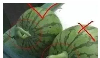 瓜怎么吃最最甜最好吃视频,揭秘最甜蜜美味吃瓜技巧