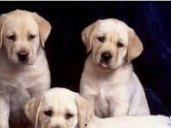 吃瓜狗拉布拉多被打死视频,事件引发网友热议