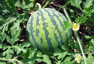 吃瓜群众吃辣视频大全集,吃瓜群众辣视频大全集精彩回顾