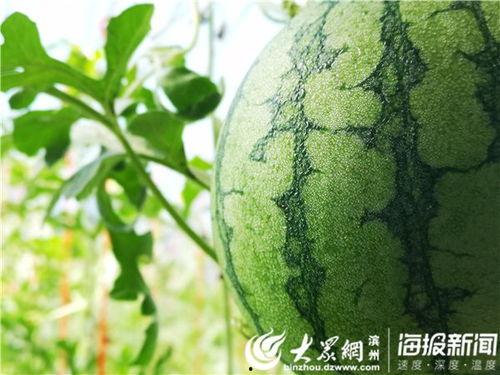 浪山视频吃瓜,揭秘娱乐圈吃瓜背后的真相