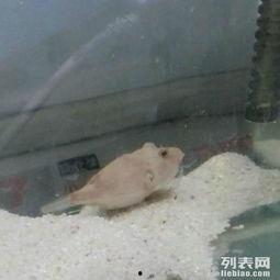 狗头视频吃瓜,揭秘网络热梗背后的趣味与思考