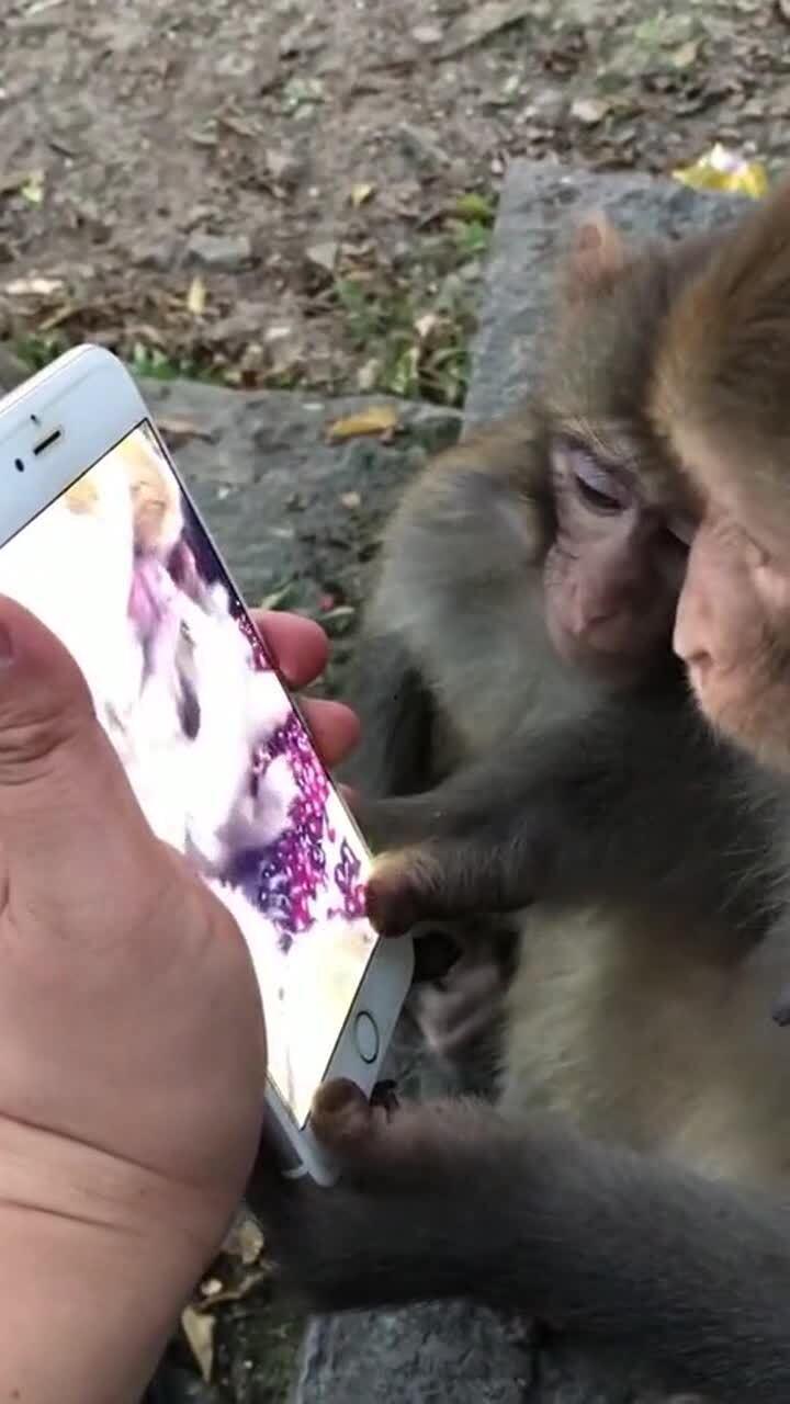 吃哈密瓜的小猴子的视频,萌态可掬的食趣瞬间