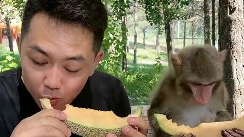 吃哈密瓜的小猴子的视频,萌态可掬的食趣瞬间