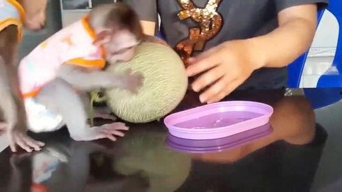吃哈密瓜的小猴子的视频,萌态可掬的食趣瞬间