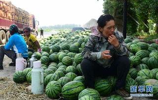 交城县木器厂吃瓜视频,揭秘工厂日常趣事