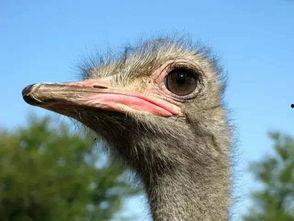 鸵鸟吃佛手瓜吗会死吗视频,生死之谜揭秘