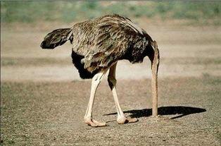 鸵鸟吃佛手瓜吗会死吗视频,生死之谜揭秘