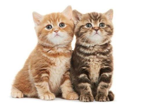 猫可以吃小嫩瓜吗视频教程