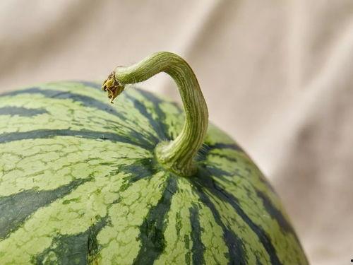 上海吃瓜视频最新,揭秘网红美食背后的真相