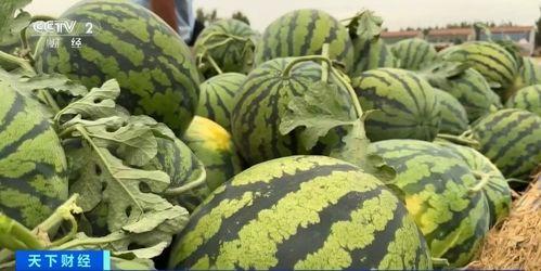 吃花纹瓜会不会长肉呢视频,吃花纹瓜真的不会长肉？揭秘瓜类食物的减肥真相