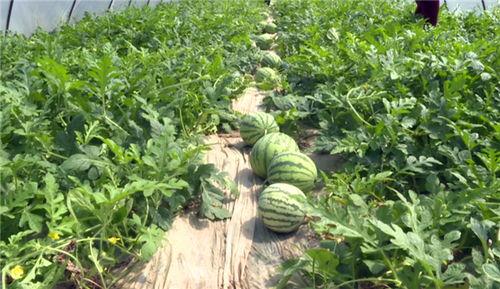 新疆吃瓜最新爆料视频,揭秘幕后真相，带你走进神秘瓜田