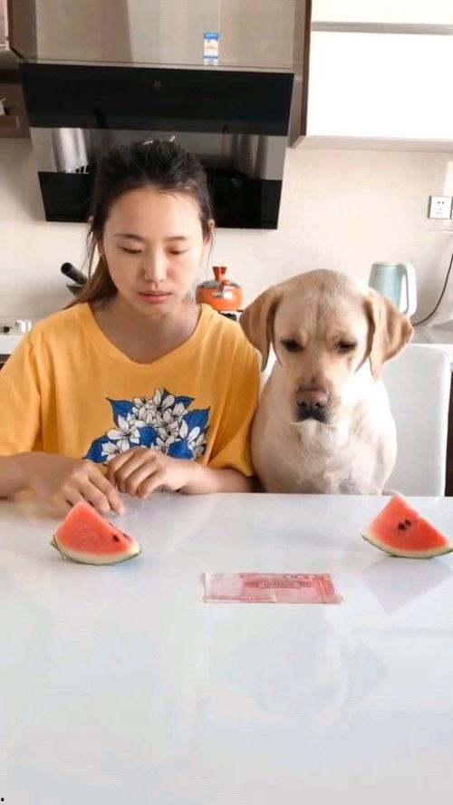 耍赖吃瓜比赛视频大全