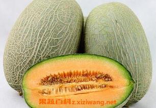如何正常吃小哈密瓜呢视频,小哈密瓜的正确食用方法解析