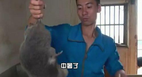 邳州靓仔吃瓜视频最新,瓜界新宠儿！