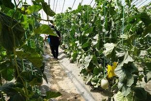 真实吃瓜现场视频下载免费,一幕幕趣味横生的瞬间回顾