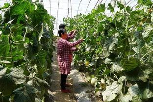 真实吃瓜现场视频下载免费,一幕幕趣味横生的瞬间回顾