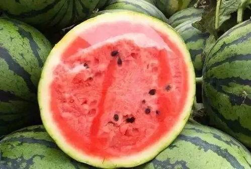 瓜哥带你吃瓜西瓜视频,瓜哥带你领略西瓜视频的甜蜜瓜界盛宴