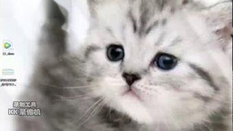 吃瓜小花猫搞笑视频,吃瓜小花猫的欢乐日常