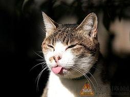 吃瓜小花猫搞笑视频,吃瓜小花猫的欢乐日常