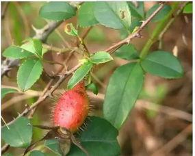 野外野果吃瓜视频大全,跟随视频大全解锁自然美味之旅