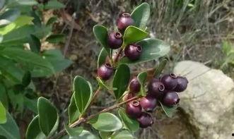 野外野果吃瓜视频大全,跟随视频大全解锁自然美味之旅