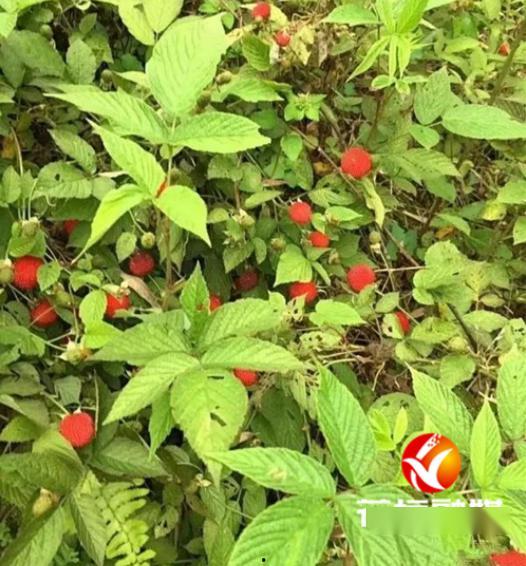 野外野果吃瓜视频大全,跟随视频大全解锁自然美味之旅