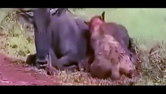 狗和狮子吃瓜视频大全下载,狗狗狮子共食瓜果欢乐瞬间大盘点