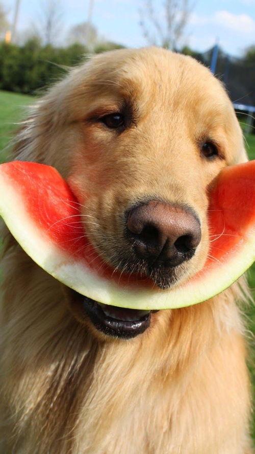 狗和狮子吃瓜视频大全下载,狗狗狮子共食瓜果欢乐瞬间大盘点