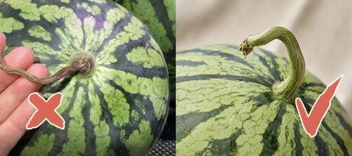最近香港吃瓜视频,吃瓜群众热议不断