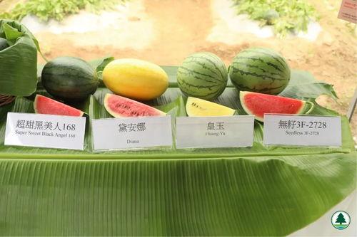 最近香港吃瓜视频,吃瓜群众热议不断