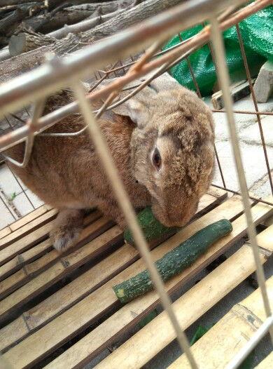 兔子会吃小瓜吗视频教程,小瓜在兔子菜单中的地位