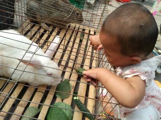 兔子会吃小瓜吗视频教程,小瓜在兔子菜单中的地位