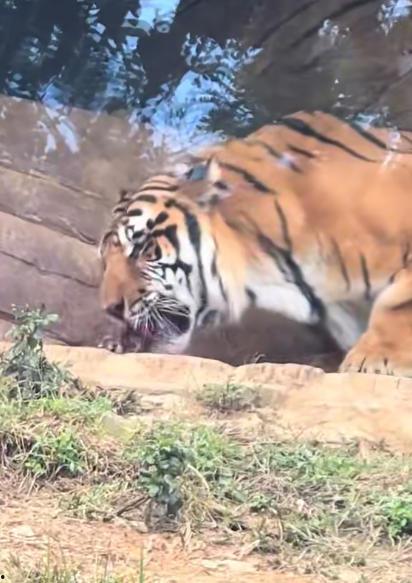 老虎幼崽吃瓜视频大全