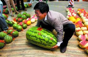 永城吃瓜比赛事件视频,一场全民参与的夏日狂欢