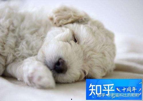 狗可以吃茭瓜鸡蛋吗视频,狗狗的健康美食探索